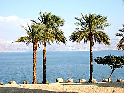 En_Gedi_palms_and_Dead_Sea_tb_n011100_wr.jpg