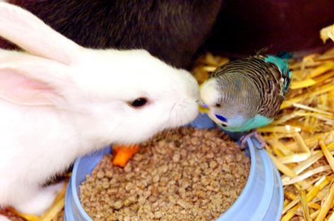 budgie_bunny_lead_wideweb__470x311_0.jpg