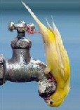 thirsty_bird_sm.jpg