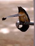 thirsty_bird3.jpg