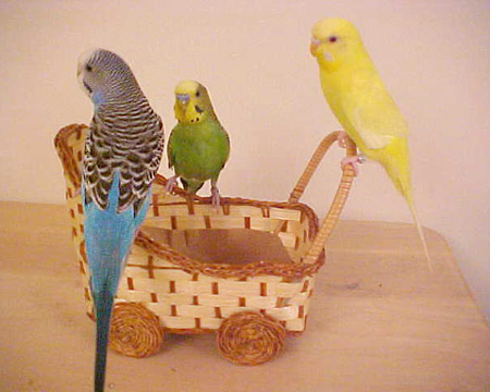 pow_10_21_02_three_budgie_sibs.jpg