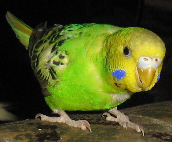 pingvina1.jpg