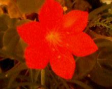 IMG0975A.jpg