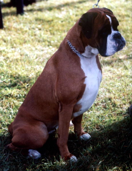 1190665565boxer.jpg