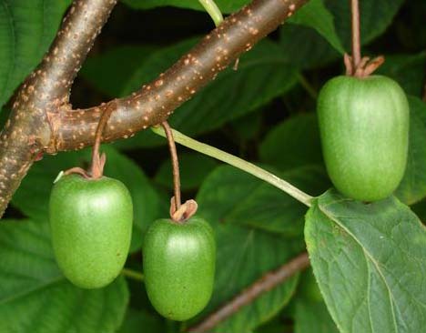 kiwi_in_potten12.jpg