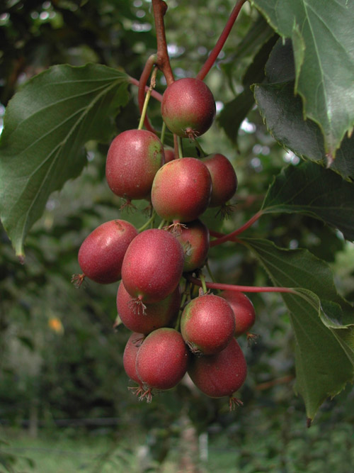 Actinidia_20arguta_20_mini_20kiwi_.jpg
