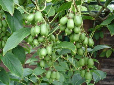 kiwi_in_potten9.jpg