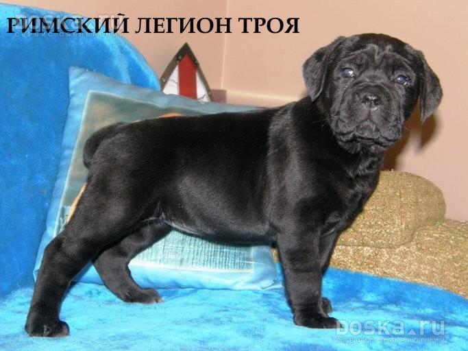 animals_dogs_cane_corso_2.800.jpg