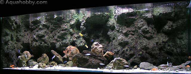 02_Malawi_Cichlid_Tank_6.jpg
