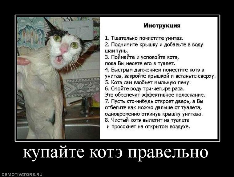 137015_kupajte_kote_pravelno.jpg