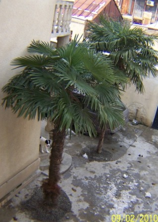 palmebi.jpg