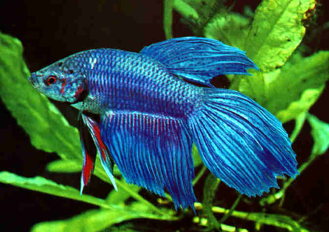BETTA_20_20SPLENDENS.jpg