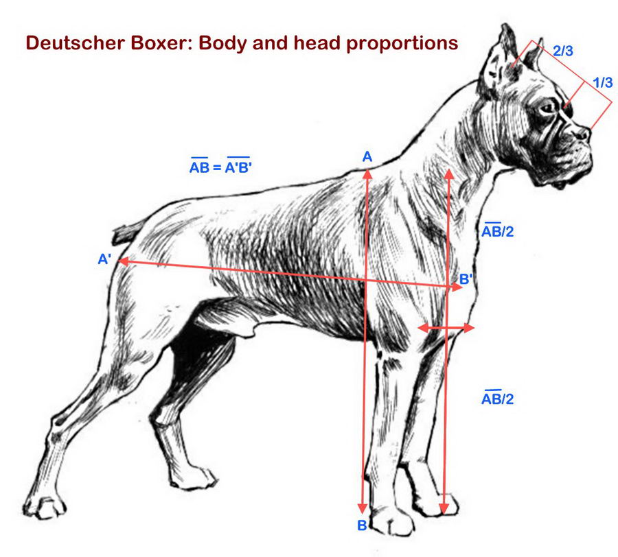 Boxer_proportions.jpg