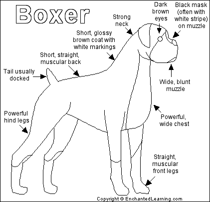 Boxer_bw.gif