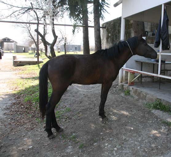 horse1.jpg