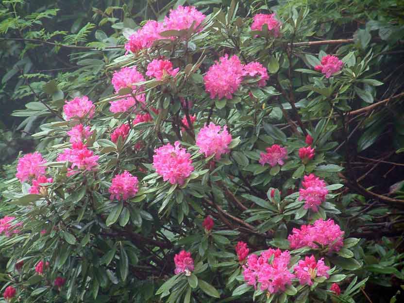 Rhododendronsmirnowii__photo__Zurab_Manvelidze___David_Kharazishvili_.jpg