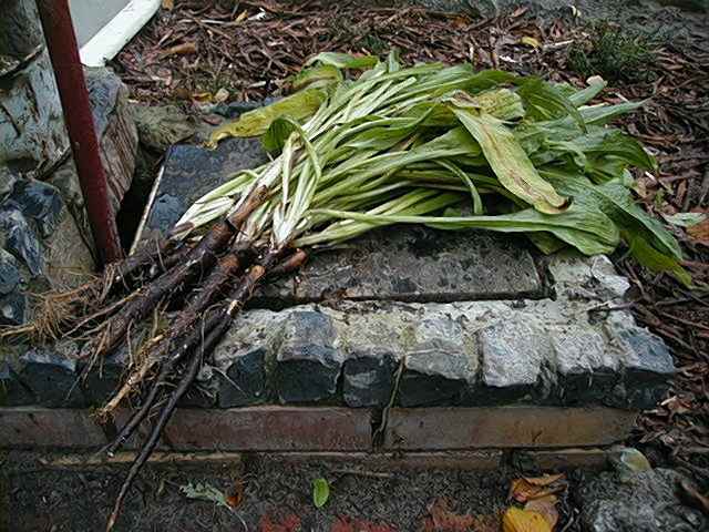 3687.jpg