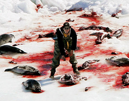 sealmn002_cu3.jpg