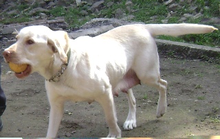 gedi.jpg