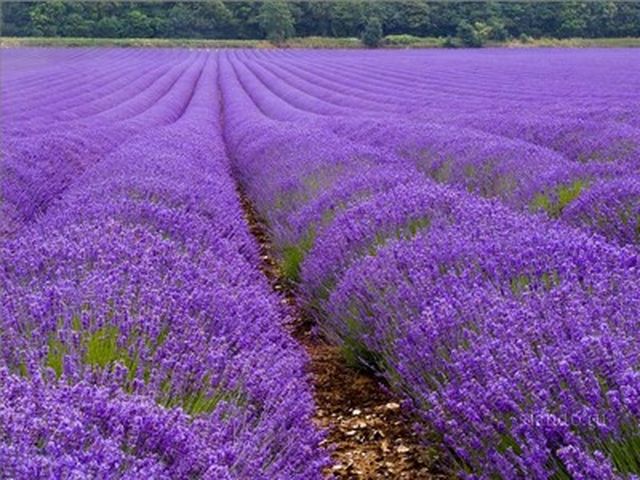 lavanda_sazhentsy_kusty_19949962_1_F__640x480_.jpg