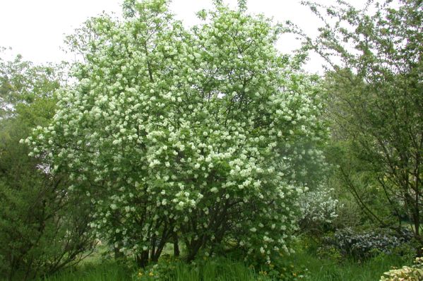 Staphylea_20colchica.jpg