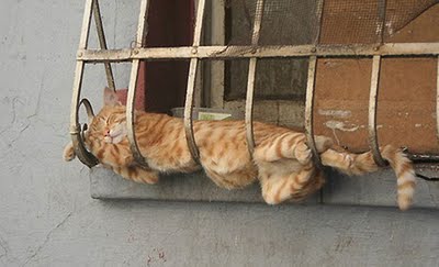 Cat.jpg