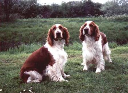 welsh_springer_spaniel.jpg