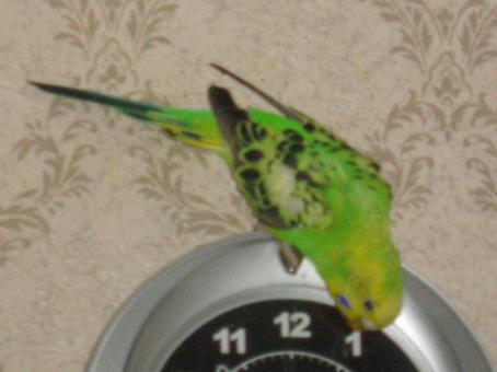 b_1_a_kokoebi_2_020.jpg
