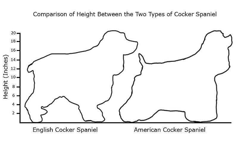 800px_Cocker_Graph.jpg
