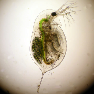 Daphnia_rosea1large.jpg