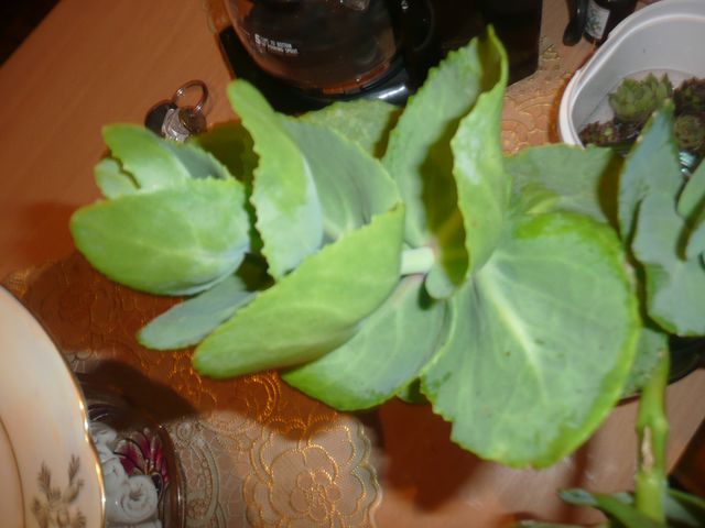 P1070659__640x480_.JPG
