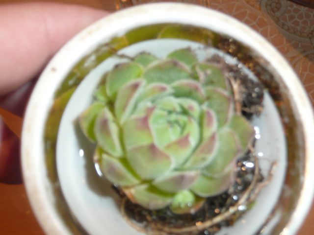 P1070663__640x480_.JPG