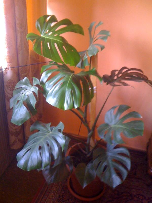 Picture_026.jpg