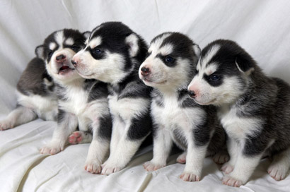 husky_puppies.jpg