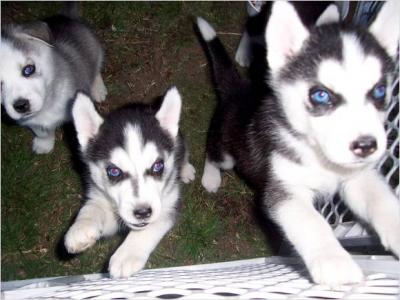 husky894.jpg