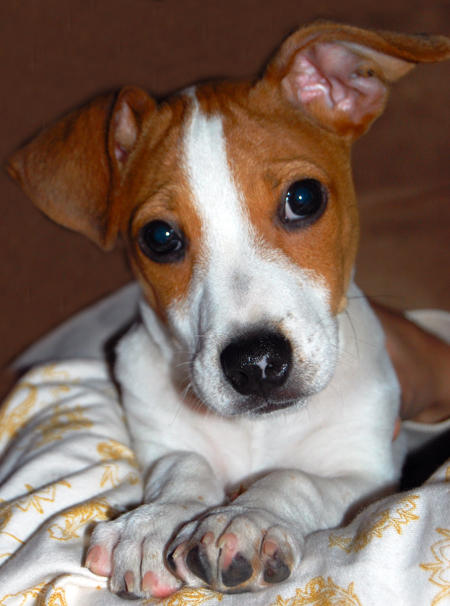 Ollie_Jack_Russell_Terrier_01_jpg_w450.jpg