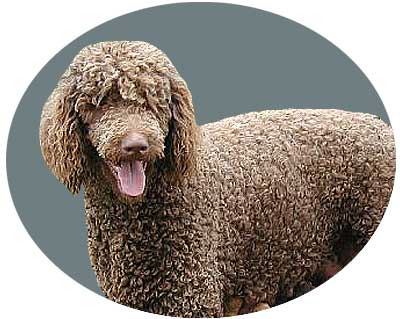 Poodle.jpg