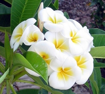 Plumeria_20acutifolia_202___.jpg