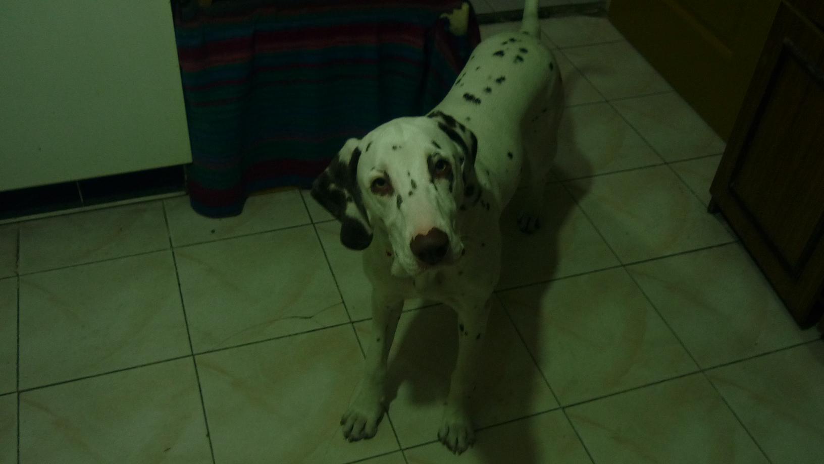 sany4.JPG
