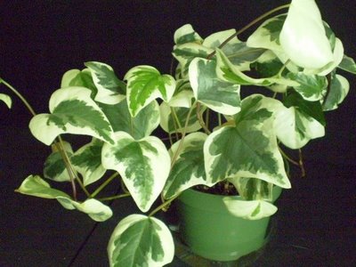 hedera_canariensis_gloire_de_marengo__own_.jpg