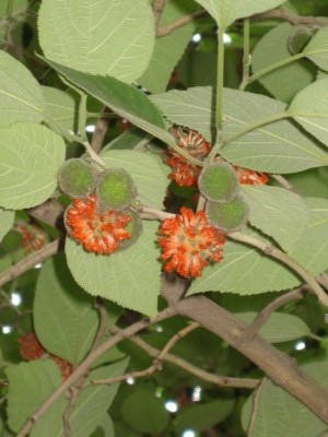 IMG_4120___.jpg