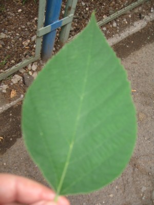 IMG_4126___.jpg