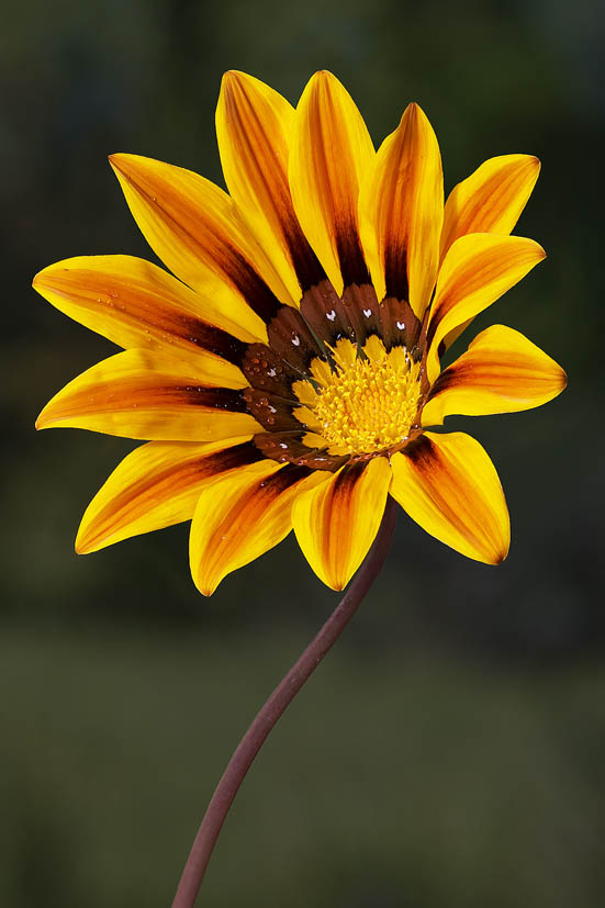 Gazania_rigens_.jpg