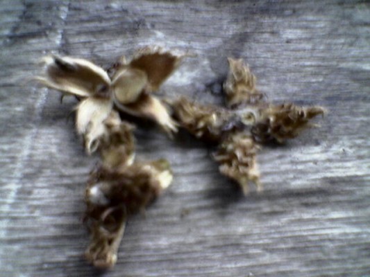Image000___.JPG