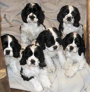 SixBlackAndWhitePuppies.jpg