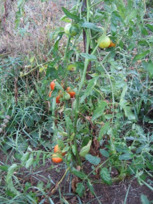 IMG_4192___.jpg