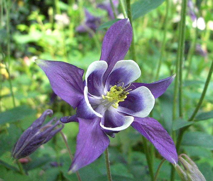 703px_Aquilegia_vulgaris1.jpg