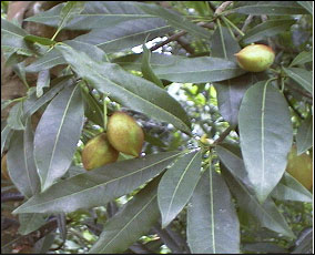 tree_indianbuttertree.jpg