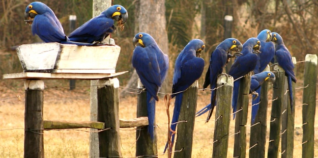 505479747_crop_625x310.jpg