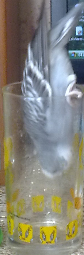 chi222222222222222.jpg